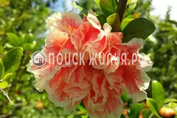 Дом под ключ «Вишня»