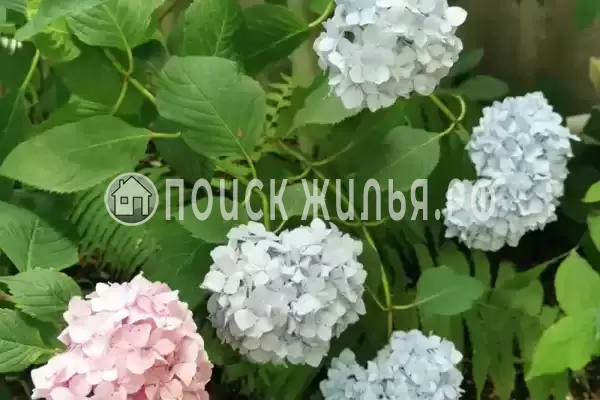 Частный сектор «У Ольги» Частный сектор «У Ольги»