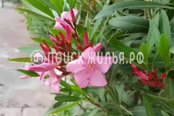 Частный сектор «Фазенда Виноград»