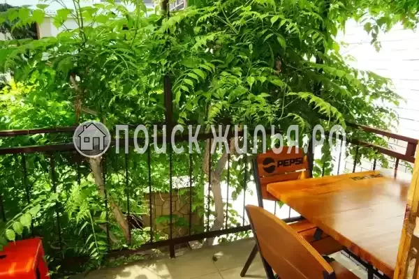 «Виноградная лоза»