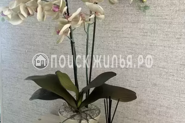 «Верные друзья»