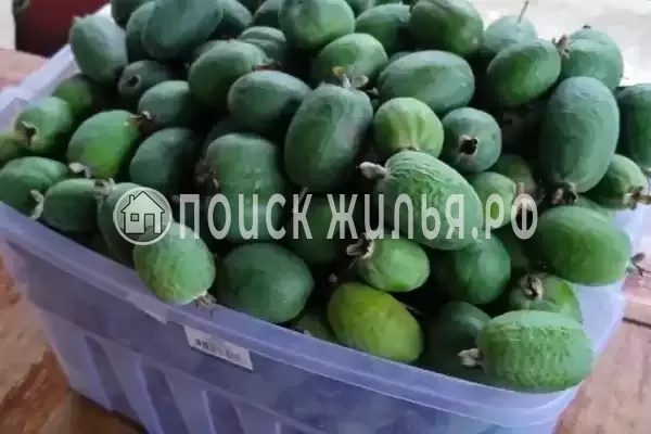 Апартаменты «Душа у моря»