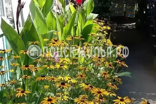 «Белый ирис»