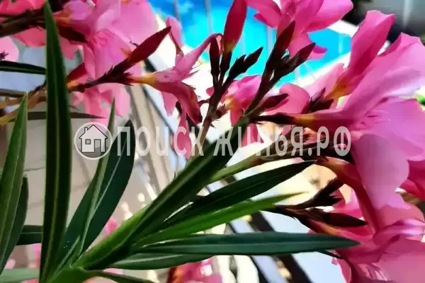 «Морская миля»