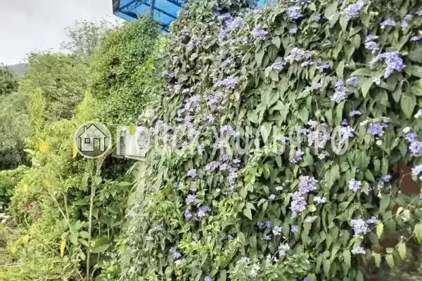 Частный сектор «Цветочный рай» Частный сектор «Цветочный рай»