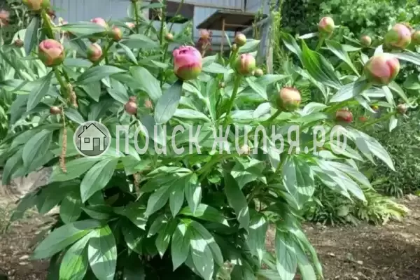 Частный сектор «Таунхаус под ключ» Частный сектор «Таунхаус под ключ»