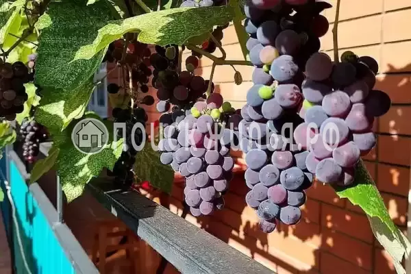 Гостиница «Эллада»