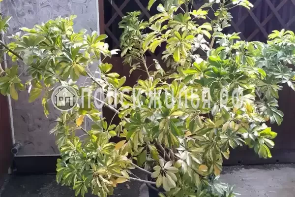 «Бабушкин дворик»