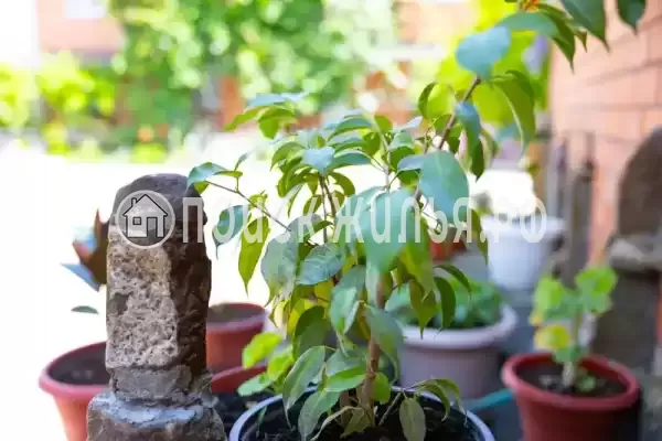 «Роза» «Роза»