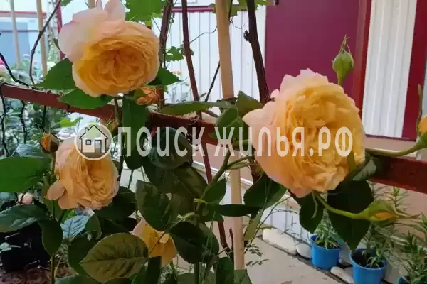 «Сердце гор» «Сердце гор»