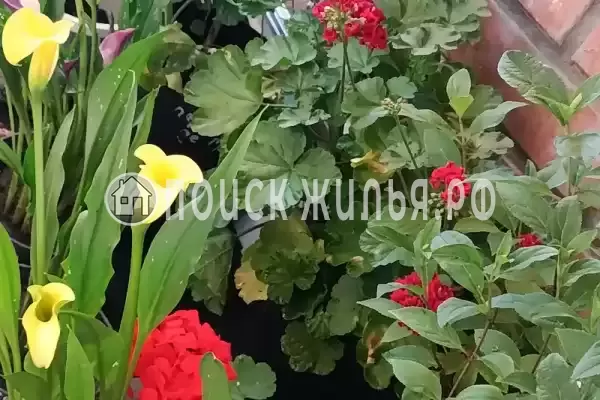 «Сердце гор» «Сердце гор»