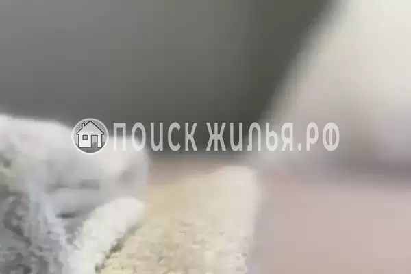 «Фламинго» «Фламинго»