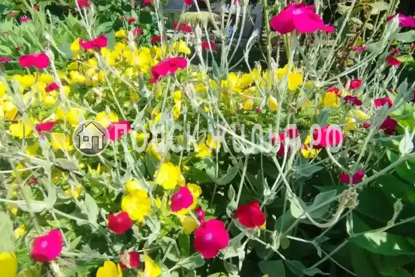 Гостевой дом «Руслан» Гостевой дом «Руслан»