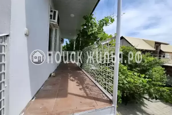 «Виноградная лоза»