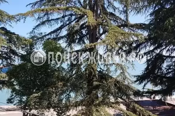 Гостевой дом «Dioskuria»