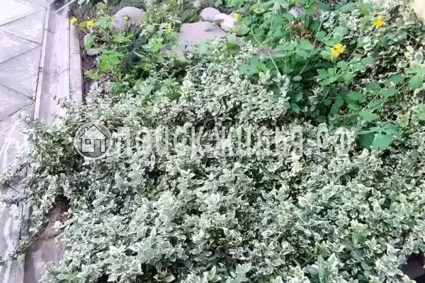 Частный сектор «Домик у моря на 12 человек»