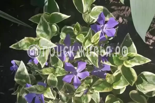 Дом под ключ «На Приморской»