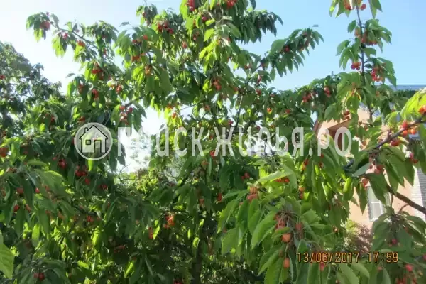 «Райский сад»