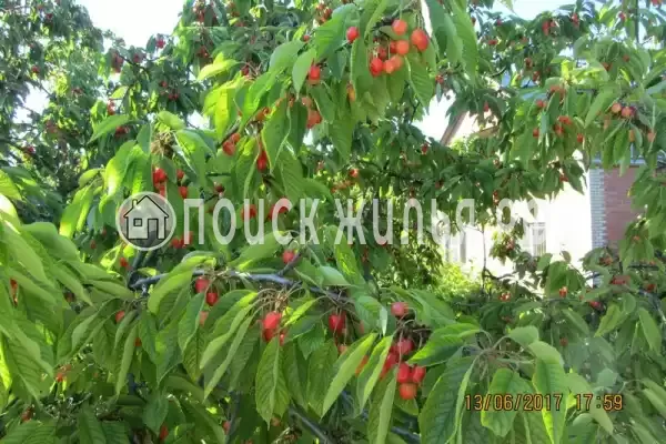 «Райский сад»