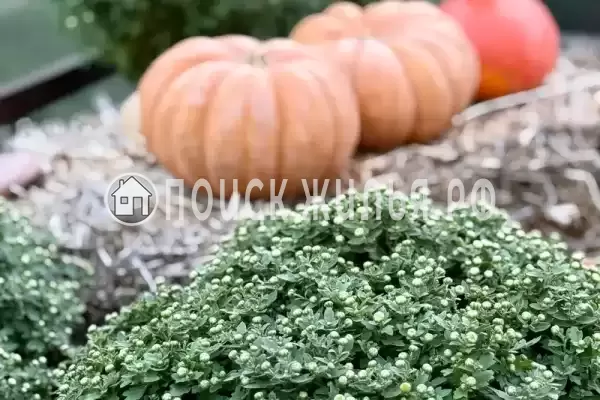 Дом под ключ, Ясная, д.10