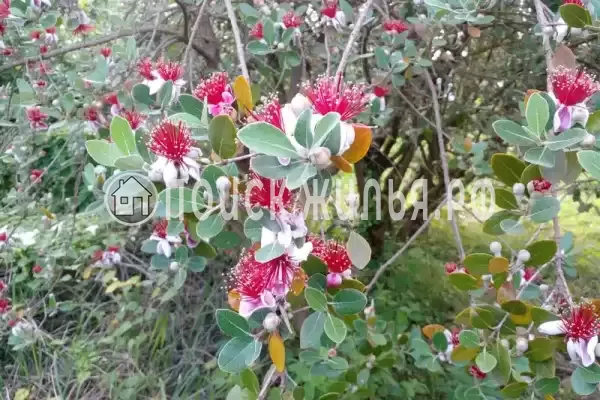 Частный сектор «Дом у моря»