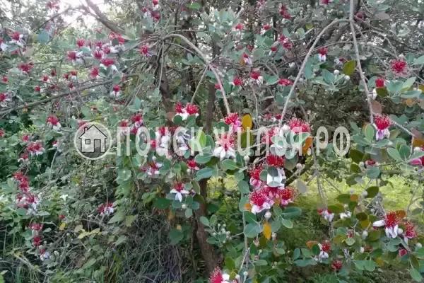 Частный сектор «Дом у моря»