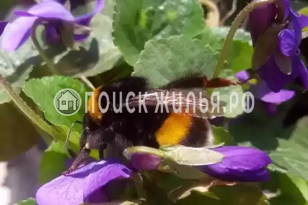 Дом под ключ «На Павлова»