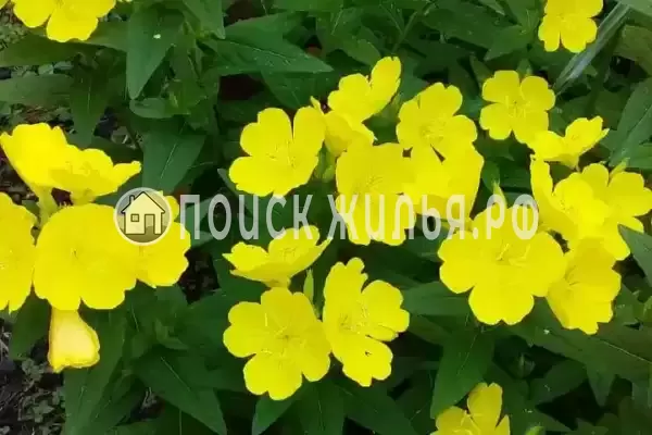 Дом под ключ «Вишня» Дом под ключ «Вишня»