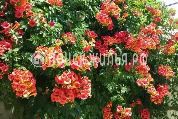 Дом под ключ «Вишня» Дом под ключ «Вишня»