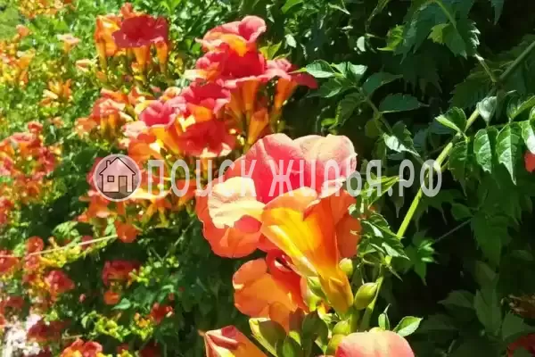 Дом под ключ «Вишня» Дом под ключ «Вишня»