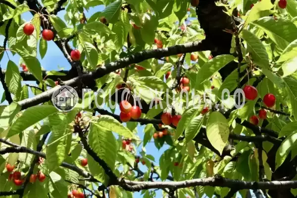 Частный сектор «Коттедж Калиновка» Частный сектор «Коттедж Калиновка»