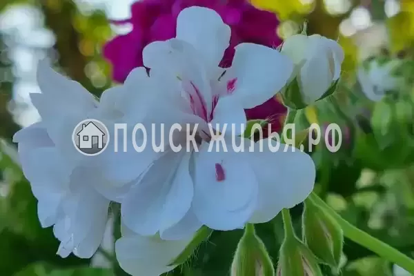 Дом под ключ «Calipso»