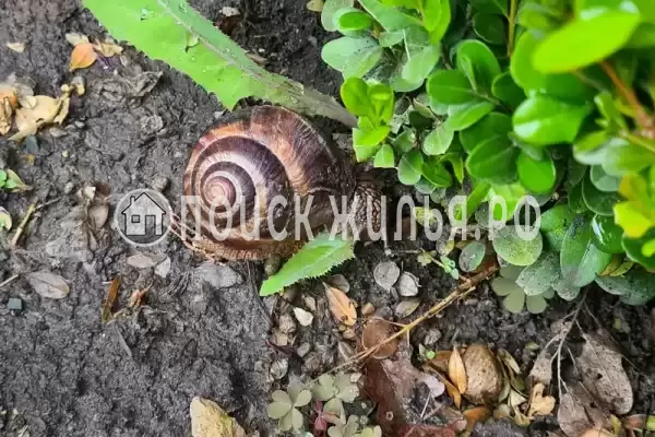 Квартира «-студия»