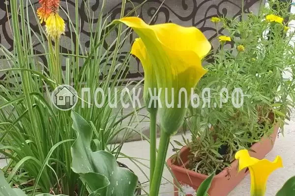 Дом под ключ «Дом с бассейном под ключ»