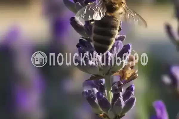 Дом под ключ «Лаванда» Дом под ключ «Лаванда»