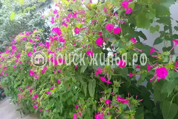 Квартира «Анахата» Квартира «Анахата»