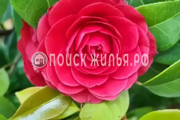 Квартира «Каравелла Португалии» Квартира «Каравелла Португалии»