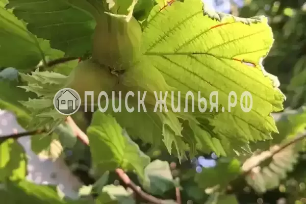 Дом под ключ «Голубка»
