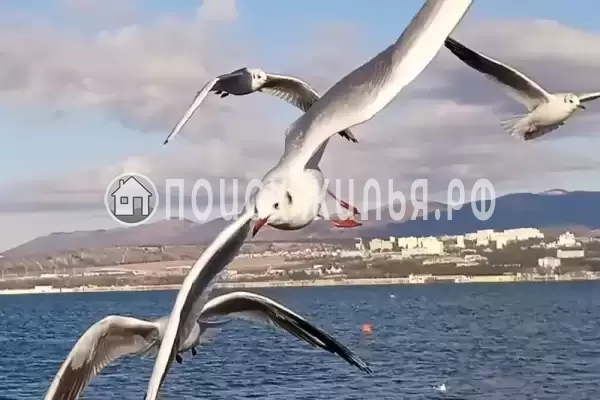 Квартира «Однокомнатная квартира на Крымской»