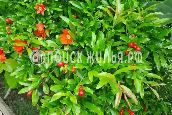 Дом под ключ «С бассейном» Дом под ключ «С бассейном»