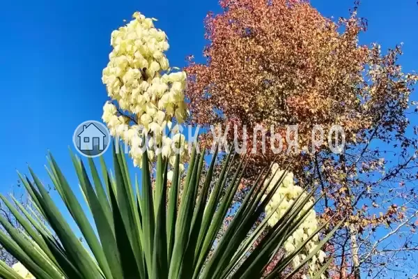 Частный сектор «Корона - 2»