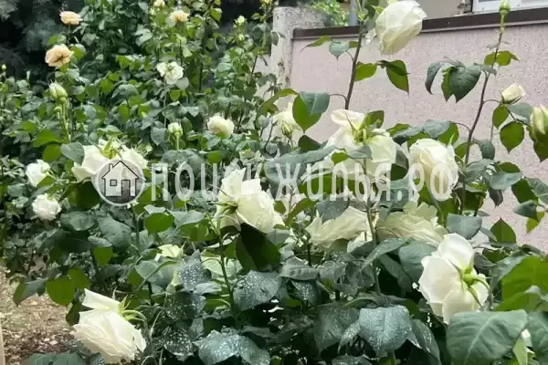 «Уютный гостевой дом на Лесной»