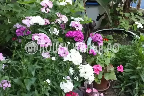 «До-Ре-Ми» «До-Ре-Ми»