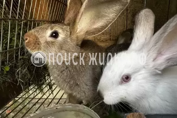 Гостевой дом «Раиса»